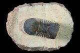 Paralejurus Trilobite - Morocco #171488-1